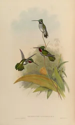 Heliomaster Longirostris